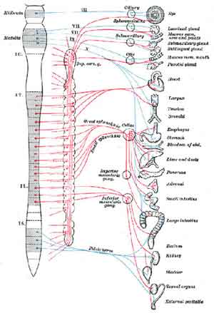 esquema sistema vegetativo osteopatía