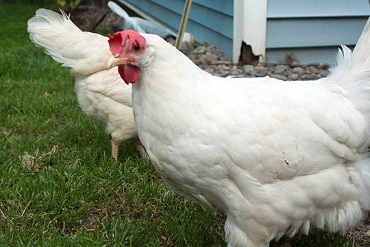 Gallina poniendo huevos ecológicos